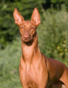 Pharaoh-Hound-Face-Picture-787x1024